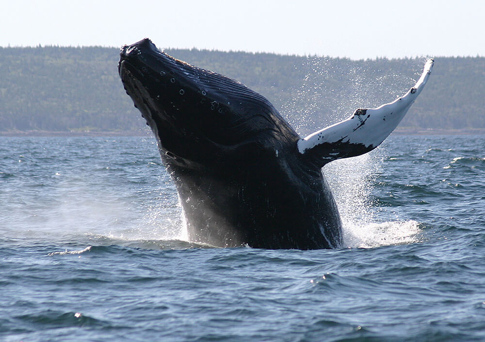 Humpback_Whale_breaching