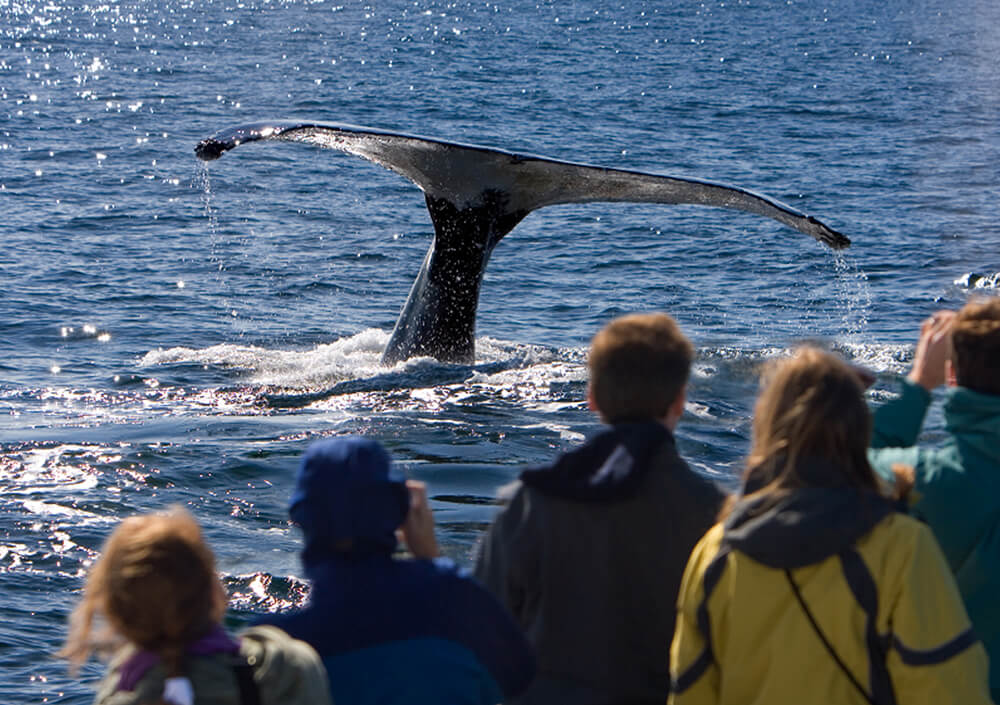 embracing_respo_sible_whale_watching